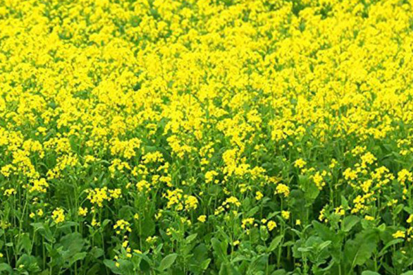 नवलपरासी पूर्वमा तीन हजार सात सय ४६ हेक्टर क्षेत्रमा तोरी खेती